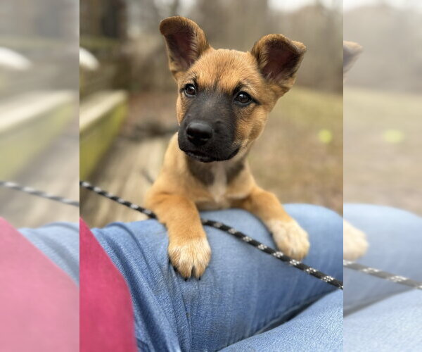 Medium Photo #11 Mutt Puppy For Sale in Brewster, NY, USA