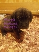 Small Photo #2 Mastiff Puppy For Sale in CUTLER, IN, USA