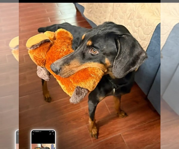 Medium Photo #3 Doberman Pinscher-Unknown Mix Puppy For Sale in Dallas, TX, USA