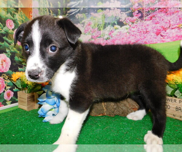 Medium Photo #4 English Shepherd Puppy For Sale in HAMMOND, IN, USA