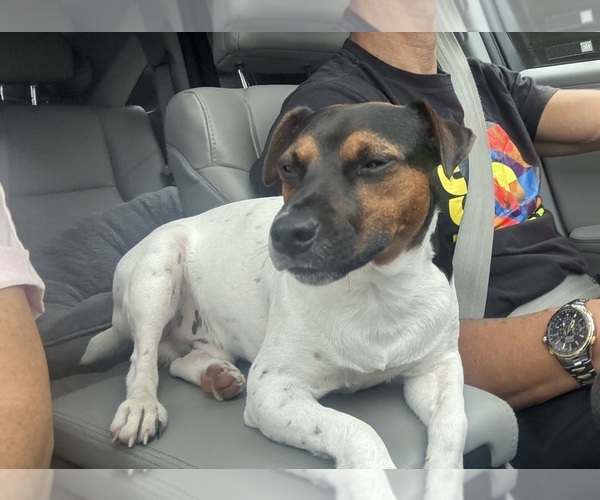 Medium Photo #3 Jack Russell Terrier Puppy For Sale in LYNNWOOD, WA, USA