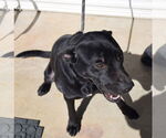 Small #3 Labrador Retriever Mix