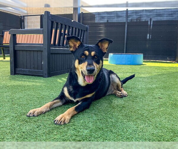 Medium Photo #1 Labrador Retriever-Unknown Mix Puppy For Sale in Orange, CA, USA