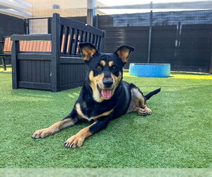 Labrador Retriever-Unknown Mix Dogs for adoption in Orange, CA, USA