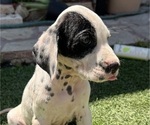 Small #1 Dalmatian