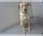 Small Labrador Retriever Mix