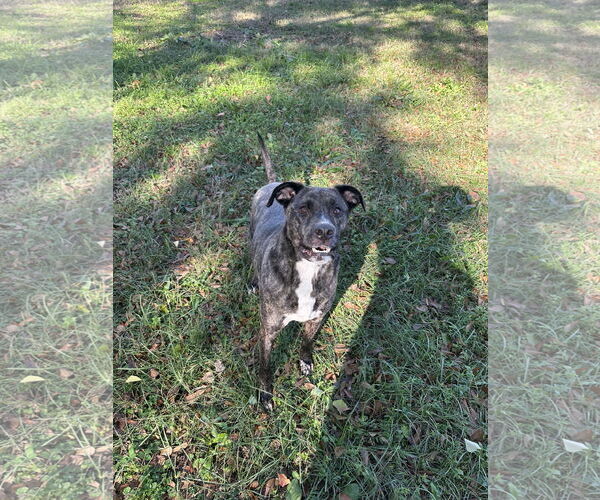 Medium Photo #1 American Pit Bull Terrier-Labrador Retriever Mix Puppy For Sale in Jackson, MS, USA