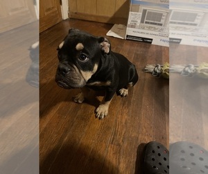 American Bully Dog for Adoption in WILLIMANTIC, Connecticut USA