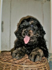 Bernedoodle Puppy for sale in ROME, PA, USA