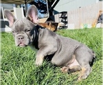 Small Photo #6 French Bulldog Puppy For Sale in TACOMA, WA, USA