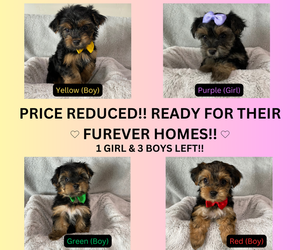 Yorkshire Terrier Puppy for sale in EAGLE MOUNTAIN, UT, USA