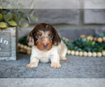 Small Photo #16 Dachshund Puppy For Sale in TOPEKA, IN, USA