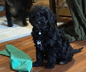 Goldendoodle (Miniature) Puppy for sale in BUFFALO, NY, USA