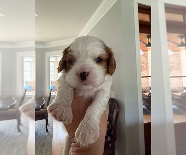 Medium Photo #1 Cavalier King Charles Spaniel Puppy For Sale in MONETTA, SC, USA