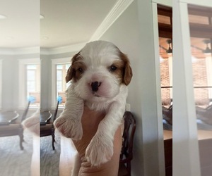 Cavalier King Charles Spaniel Puppy for sale in MONETTA, SC, USA