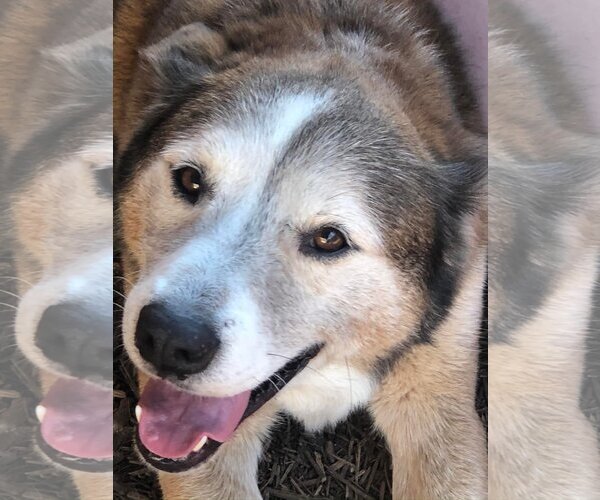 Medium Photo #2 Huskies -Unknown Mix Puppy For Sale in Houston, TX, USA