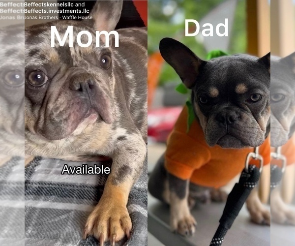 Medium Photo #1 French Bulldog Puppy For Sale in CONYERS, GA, USA
