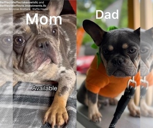 Father of the French Bulldog puppies born on 05/07/2025