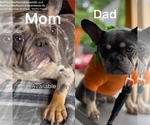 Small Photo #1 French Bulldog Puppy For Sale in CONYERS, GA, USA