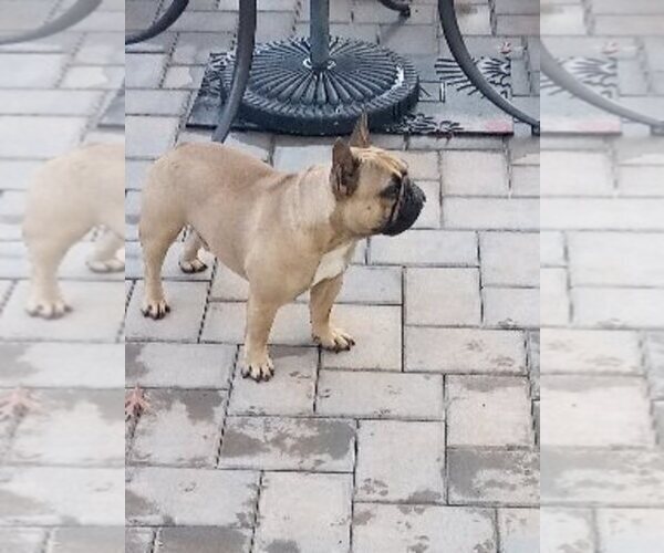 Medium Photo #1 French Bulldog Puppy For Sale in COLONIA, NJ, USA