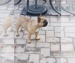 Small Photo #1 French Bulldog Puppy For Sale in COLONIA, NJ, USA