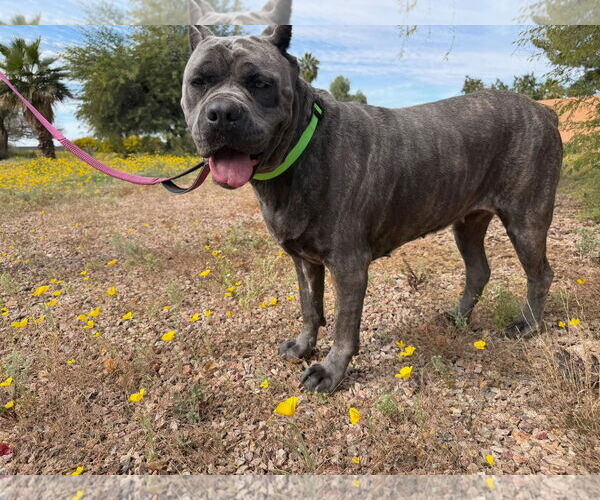 Medium Photo #5 Mutt Puppy For Sale in Goodyear, AZ, USA