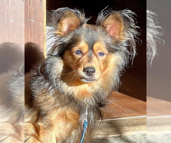 Medium Photo #6 Spaniel-Unknown Mix Puppy For Sale in Boonton, NJ, USA
