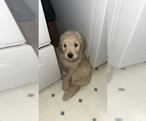 Goldendoodle Puppy for sale in TOLEDO, OH, USA