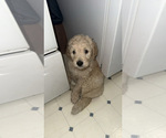 Image preview for Ad Listing. Nickname: Marshmallow