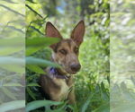 Small German Shepherd Dog Mix