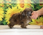 Spirit - Male Poodle (Toy) Puppy for Sale - Photo #21