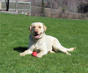 Mother of the Labrador Retriever puppies born on 10/10/2025