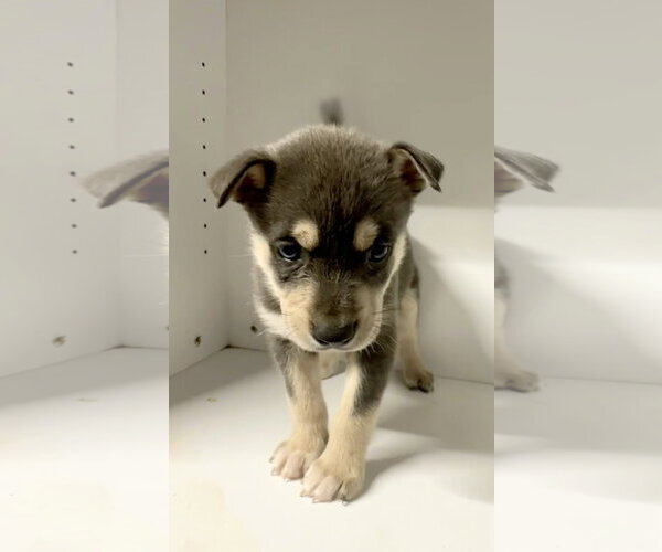 Medium Photo #6 Labrador Retriever-Unknown Mix Puppy For Sale in San Diego, CA, USA