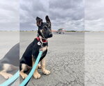 Small #10 German Shepherd Dog