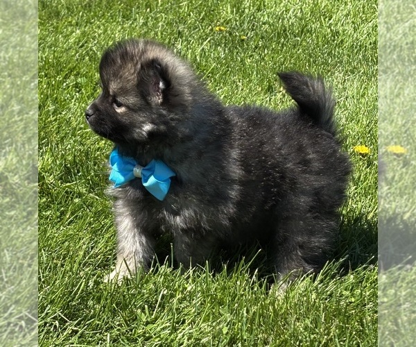 Medium Photo #10 Pomeranian Puppy For Sale in ROCK STREAM, NY, USA