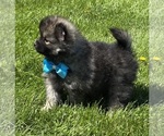 Small #9 Pomeranian