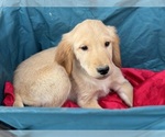 Puppy Duke Golden Retriever