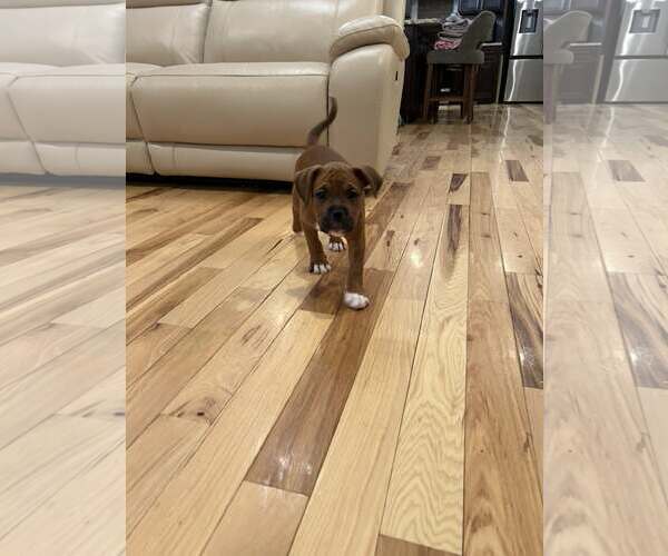 Medium Photo #2 American Staffordshire Terrier-Unknown Mix Puppy For Sale in Holly Springs, NC, USA