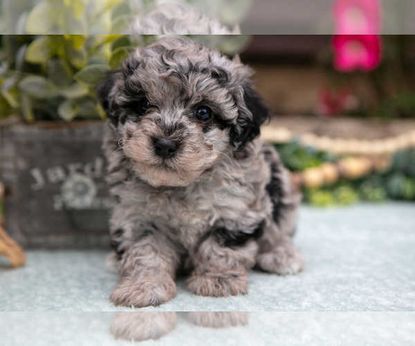 Medium Photo #1 Poodle (Toy) Puppy For Sale in CLARE, MI, USA