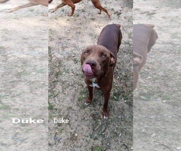 Medium Photo #5 Mutt Puppy For Sale in Farmerville, LA, USA