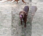 Small #4 Mutt