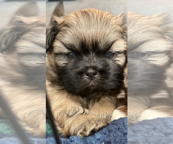 Medium Photo #1 Shih Tzu Puppy For Sale in FAIRVIEW, TN, USA