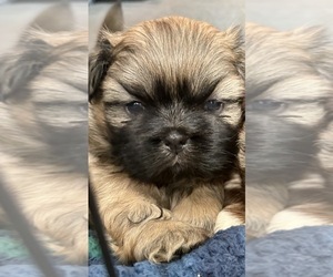 Shih Tzu Puppy for sale in FAIRVIEW, TN, USA