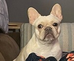Small Photo #1 French Bulldog Puppy For Sale in SHERWOOD, AR, USA