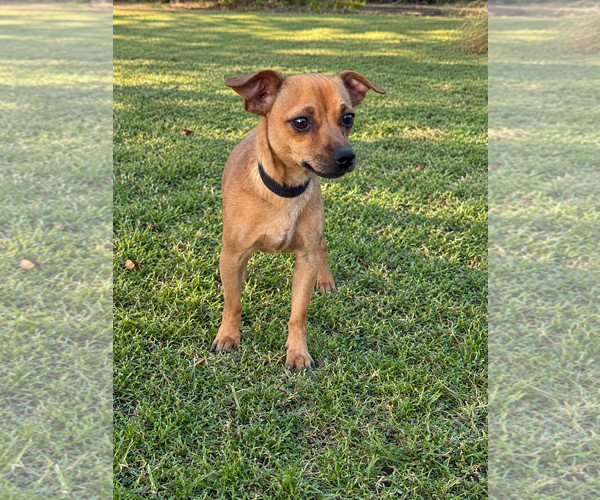 Medium Photo #3 Chihuahua-Unknown Mix Puppy For Sale in PIPE CREEK, TX, USA