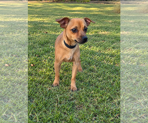 Lorenzo - Male Chihuahua-Unknown Mix Dog for Adoption - Photo #3