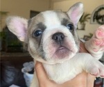 Puppy 4 French Bulldog