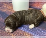 Small Photo #1 Aussiedoodle Miniature -Poodle (Miniature) Mix Puppy For Sale in GUNTERSVILLE, AL, USA