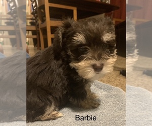 Schnauzer (Miniature) Puppy for sale in PURCELL, OK, USA