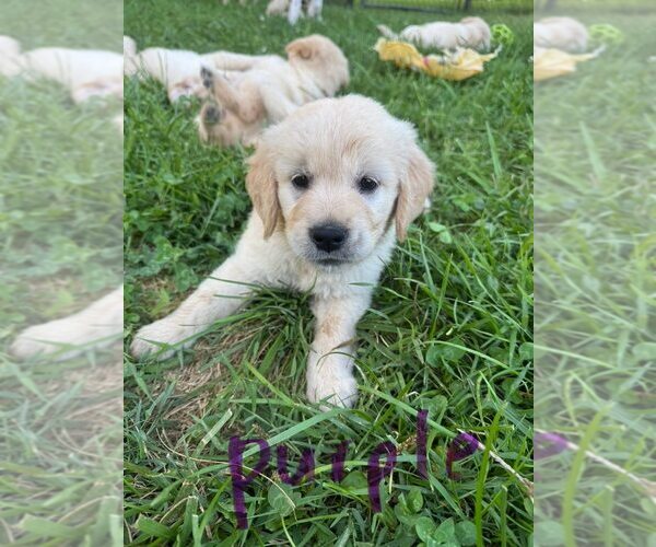 Medium Photo #10 English Cream Golden Retriever-Golden Retriever Mix Puppy For Sale in AUSTIN, IN, USA